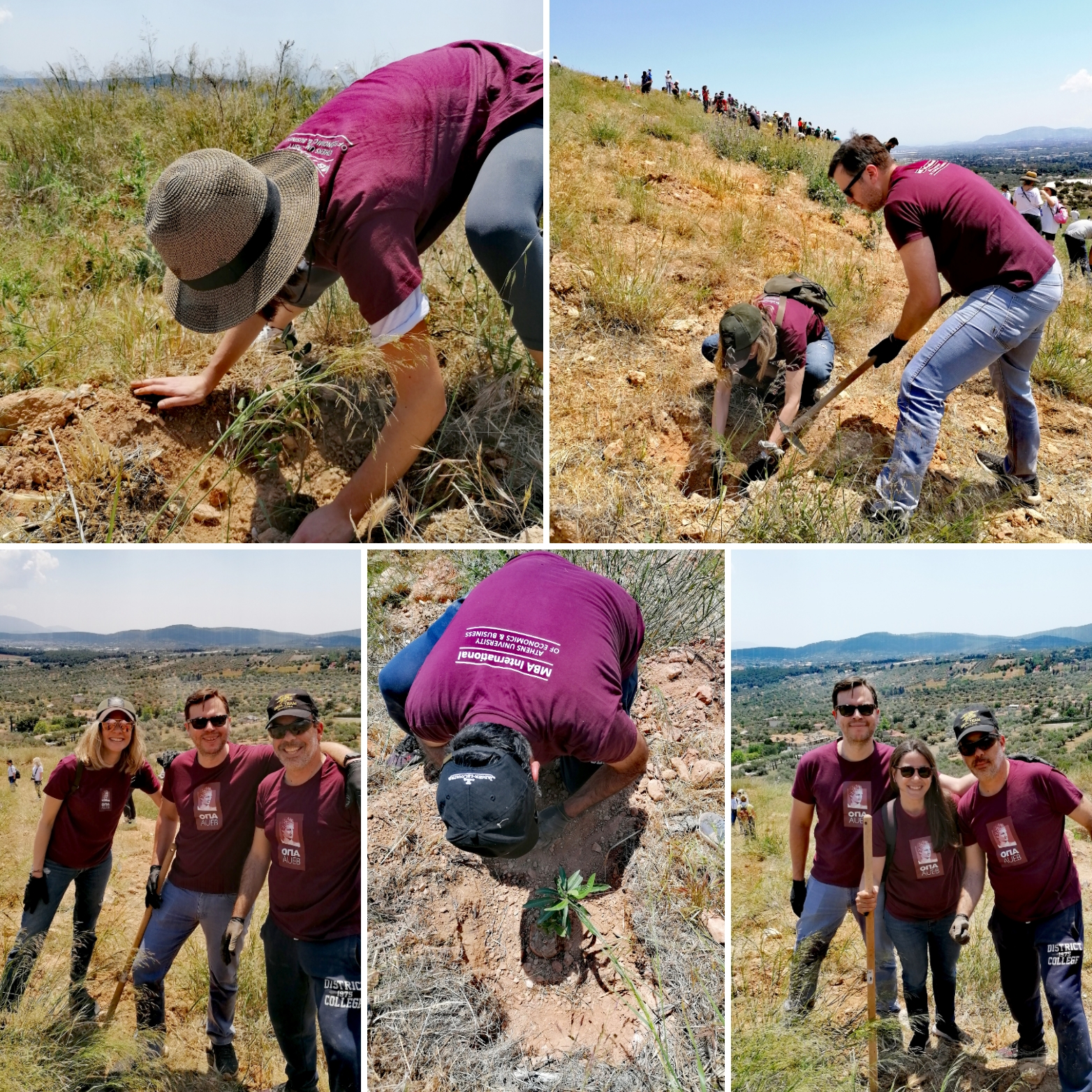 Tree planting